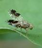 Tephritis separata